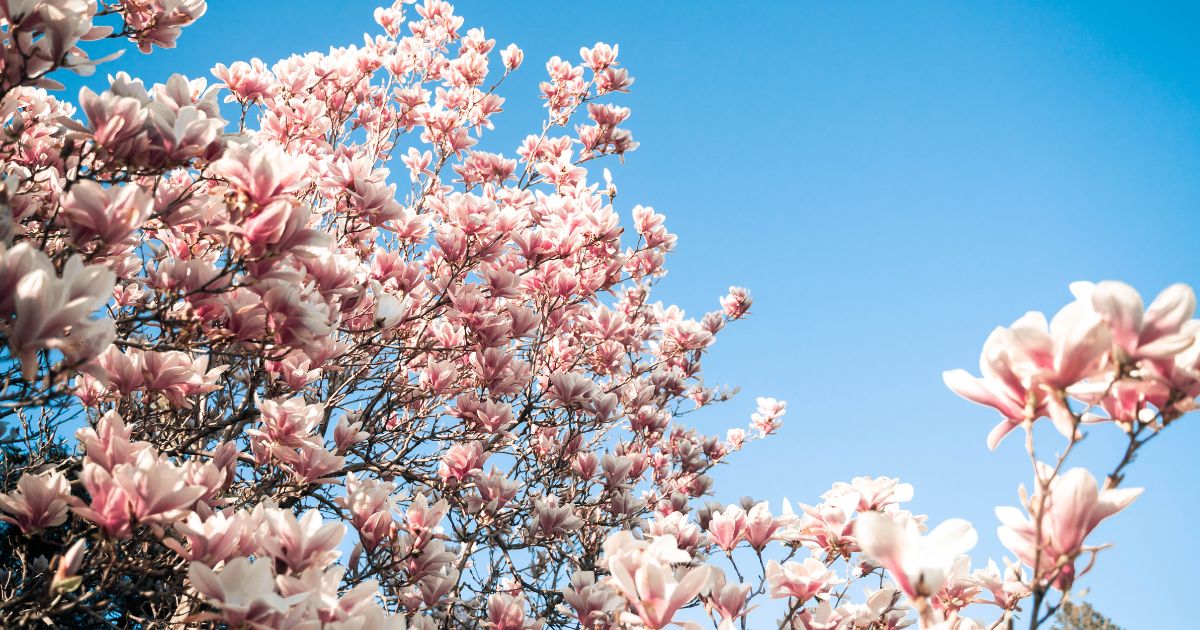 季節ごとの楽しみ方ガイド