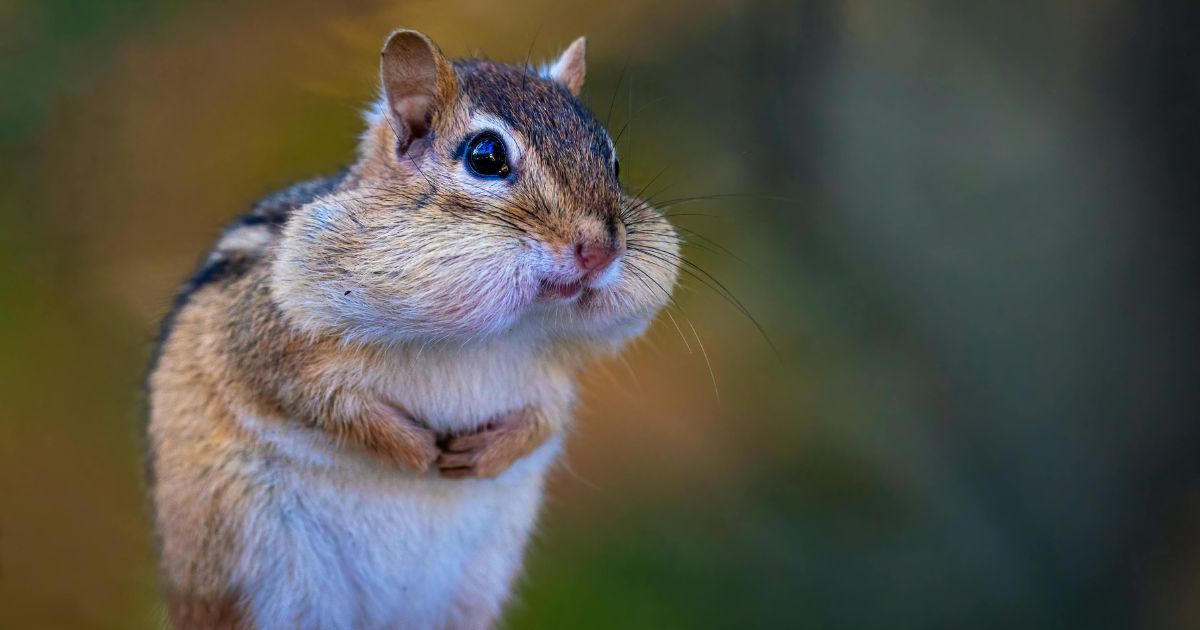 なぜ動物には長い名前があるの？