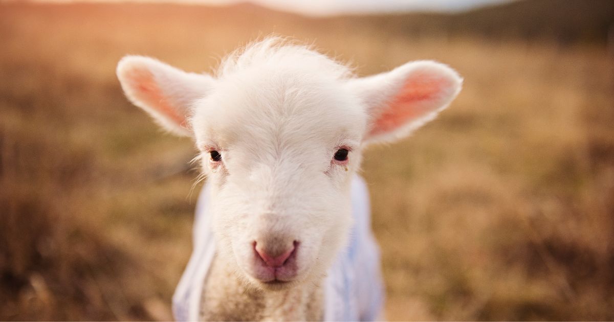 名前が長い動物ランキング（和名編）