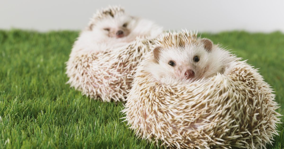 動物の名前を分解してみよう！