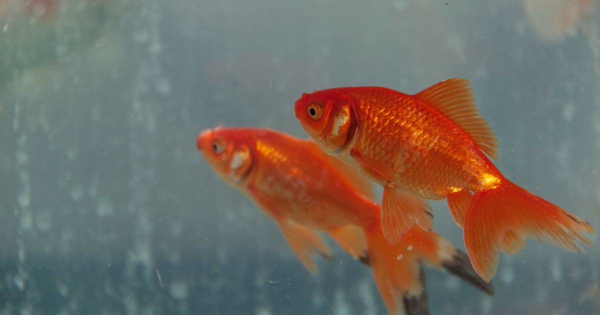 金魚が空腹そうに見えたときの判断ステップ