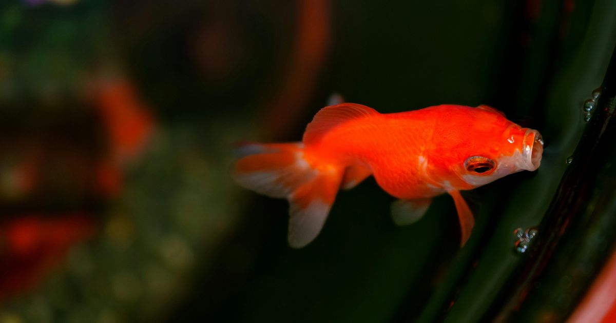 金魚は本当に空腹？簡単セルフ確認ポイント