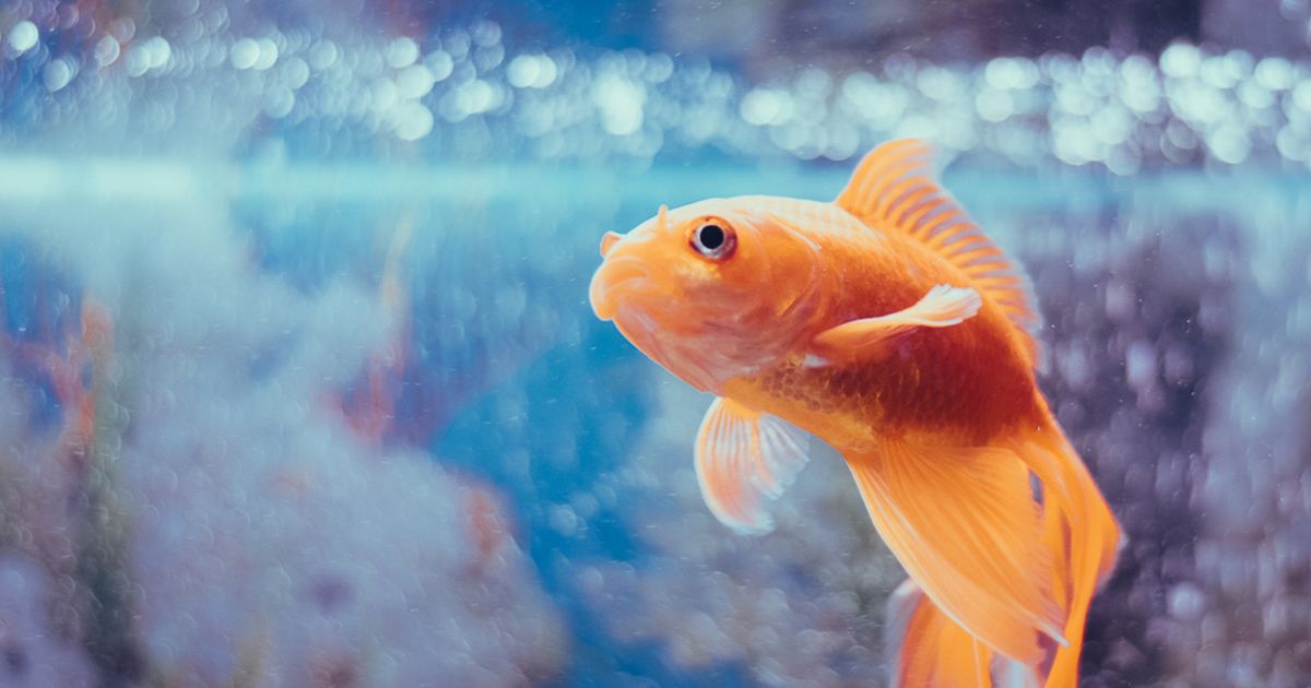 金魚が空腹時に見せやすい代表的な行動パターン