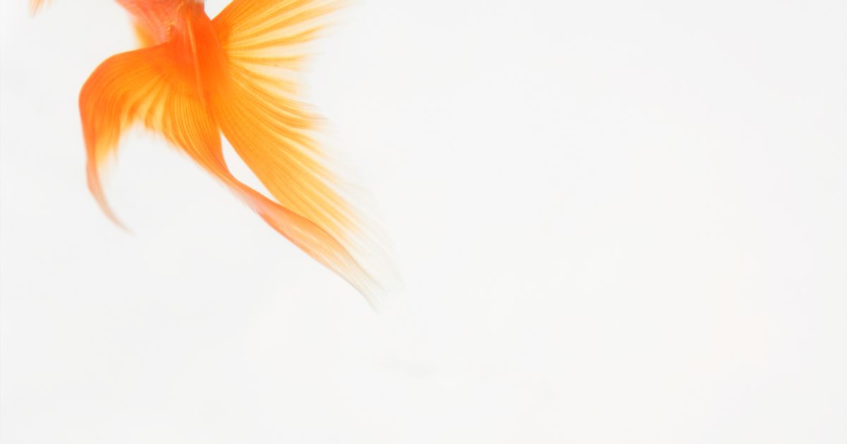 空腹と勘違いしやすい金魚の行動とは？