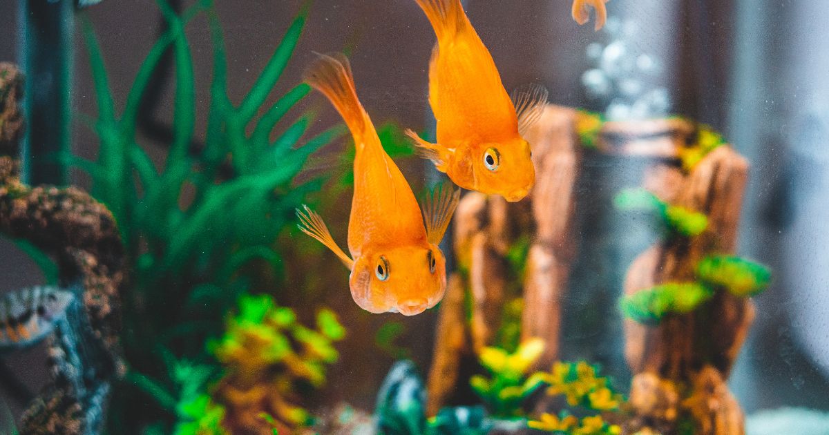 水温・水質が食欲サインに影響する理由