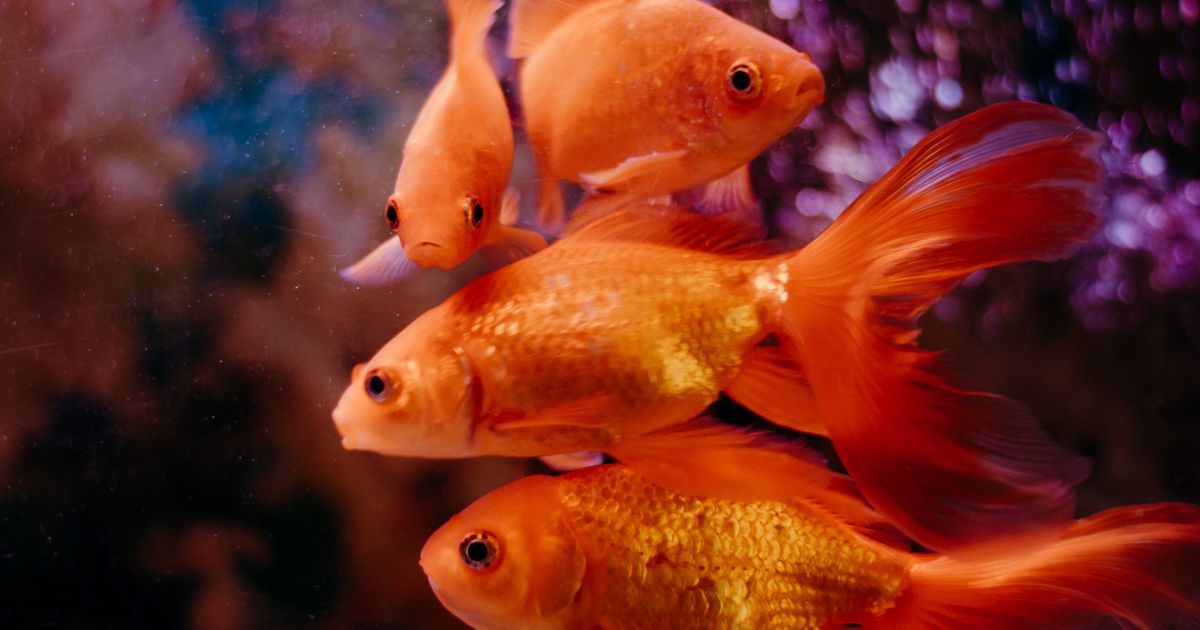 金魚が本当に餌を必要としているか見極める判断基準