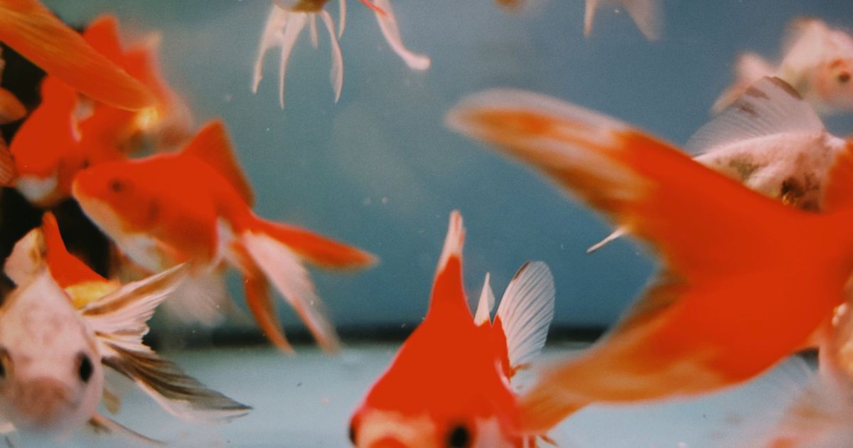 金魚の餌やり頻度とタイミングの基本ルール