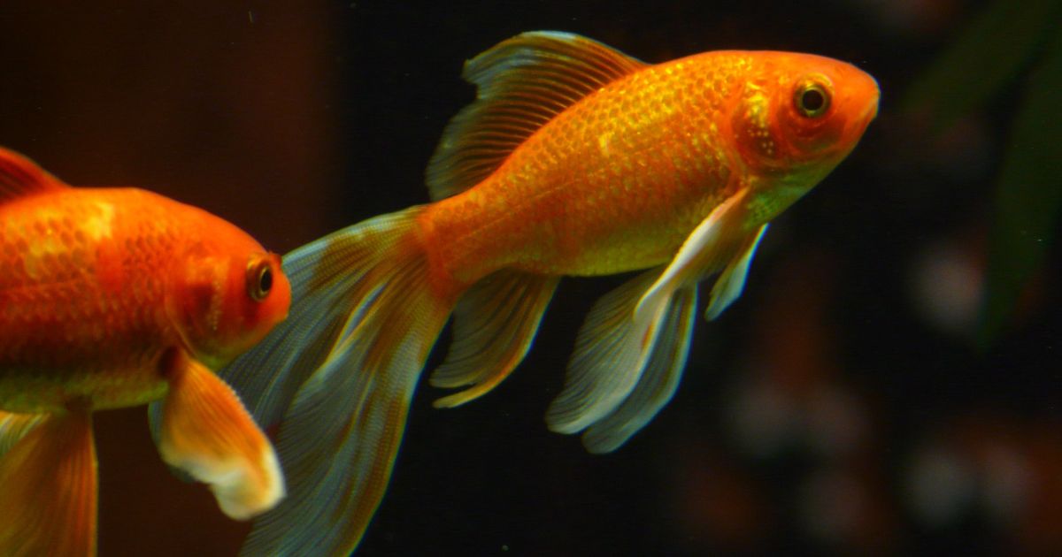 餌の種類と量｜与えすぎを防ぐための考え方