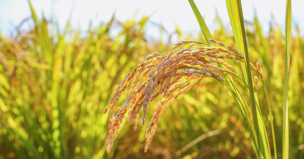 他の人気銘柄と比べるとどう違う？