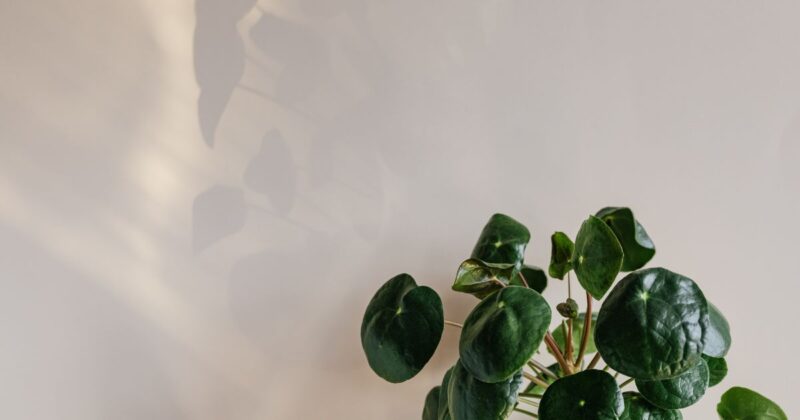 壁を傷つけない物干しワイヤーとは?基本を整理