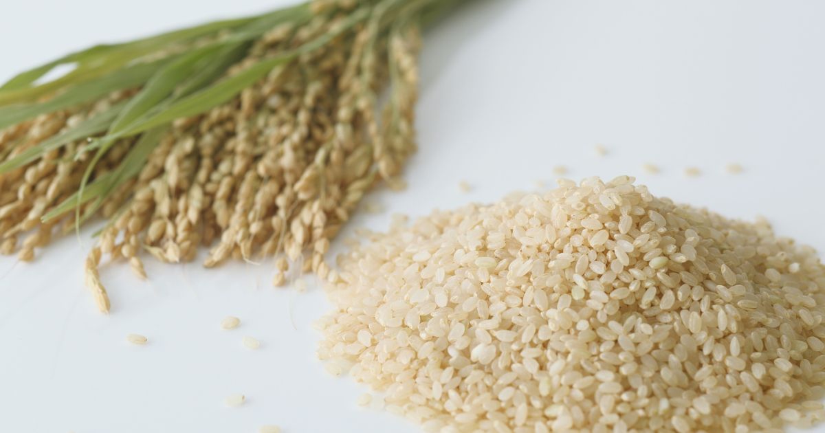 ひとめぼれとコシヒカリの基本的な違いとは？