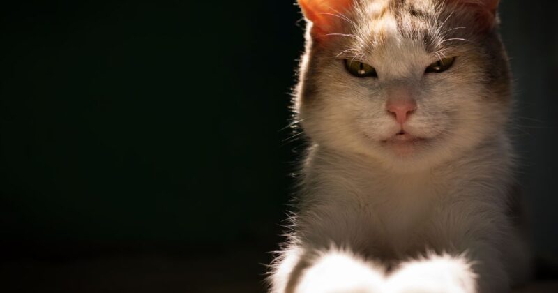 受け取ったMP3が再生できないときの対処