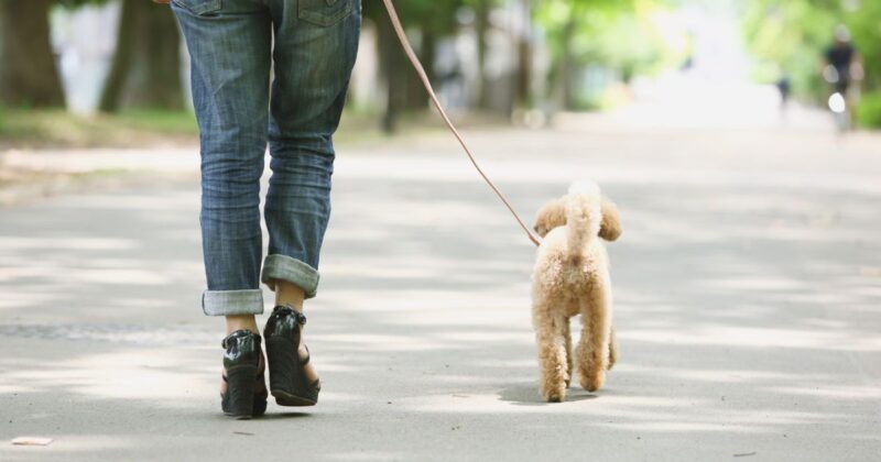 2万歩と1万歩はどれくらい違う？